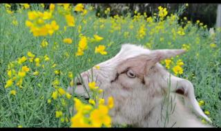 小羊会脏的是啥梗